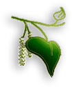 Logo - Eco Tree Care & Conservation - Tree Surgery Tree Surgeon in Herts and Essex