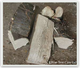Firewood - Hornbeam