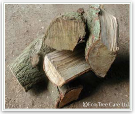 Firewood - Oak