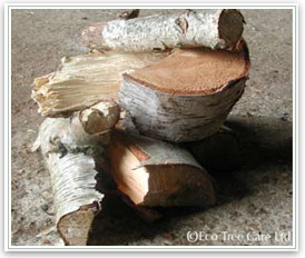 Firewood - Birch