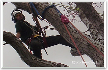 Jobs in Tree Surgery - Arb Careers