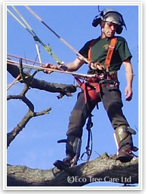 Jobs in Tree Surgery - Arb Careers