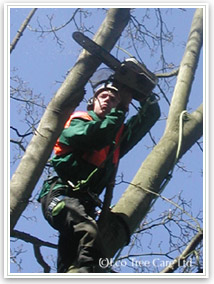 Jobs as Tree Surgeron - Arb Careers
