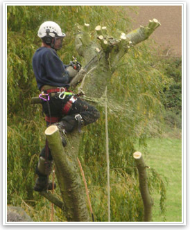 Jobs in Tree Surgery - Arb Careers