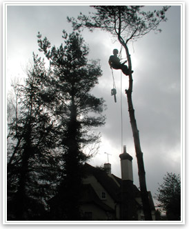 Jobs as Tree Surgeron - Arb Careers