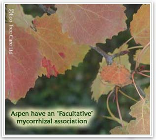 Aspen trees have a facultative mycorrhizal association