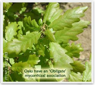 Oak trees have a obligate mycorrhizal association