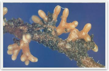 Expossed Mycorrhizae coating a fibrous root - Image from Shigo