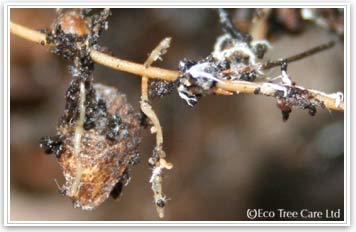 Trees can be inoculated with mycorrhiza when planting woodlands and native hedges