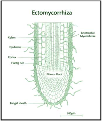 Ectomycorrhiza - Mycorrhzal inoculation with tree woodland and native hedge planting