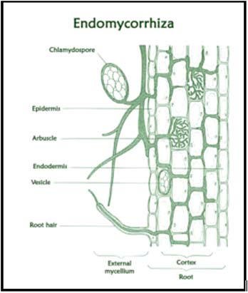 Endomycorrhiza - Mycorrhzal inoculation with tree woodland and native hedge planting