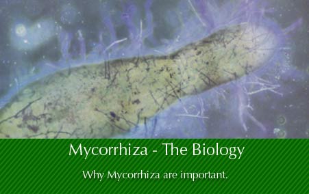 Mycorrhiza - The Biology